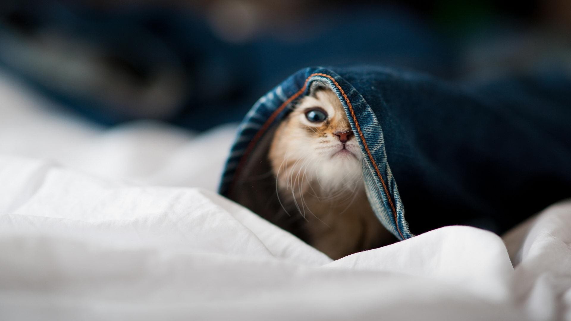 “团队坚守：幕后英雄的坚韧守护”，团队的守护者